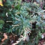 Artemisia verlotiorum Leaf