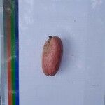 Dacryodes edulis Fruit