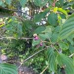 Cornus alternifolia Gyümölcs