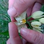 Cephalanthera damasonium Virág