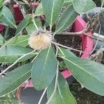 Pachystegia insignis Folha