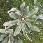 Pyrus elaeagrifolia 葉