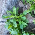 Erigeron pulchellus Habit