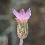 Xeranthemum cylindraceum Flower