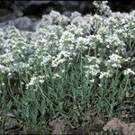 Draba hyperborea Habit