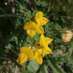 Lotus alpinus Flower