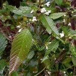 Galeopsis tetrahit Hoja