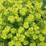Euphorbia segetalis ফুল