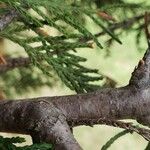 × Hesperotropsis leylandii Bark