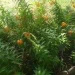 Lilium henryi Hábito