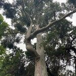 Corymbia citriodora Bark