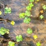 Marsilea quadrifolia Leaf