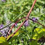 Clematis viticella Žievė