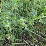 Medicago scutellata Fruto