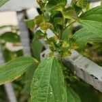 Acalypha australis ശീലം