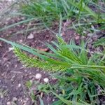 Catapodium rigidum Hoja
