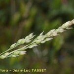 Milium vernale Flower