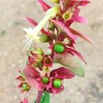 Amasonia campestris Квітка