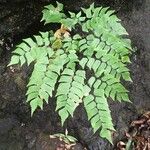 Adiantum trapeziforme पत्ता