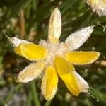 Genista umbellata Flors