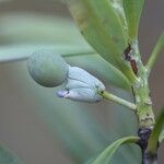Podocarpus sylvestris Fruit