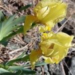 Iris reichenbachii Flower
