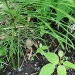 Equisetum pratense Лист