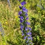 Echium vulgareЦвят