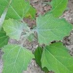 Chenopodium ficifolium Lehti
