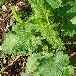 Scrophularia scorodonia Leaf