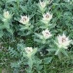 Cirsium spinosissimum Лист