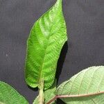 Cecropia insignis Otro