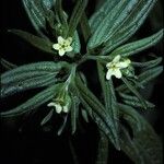 Lithospermum officinale Flower
