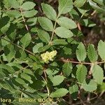 Rhus coriaria Otro
