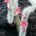 Cleistocactus winteri 花