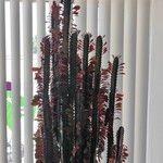 Euphorbia trigona Fulla