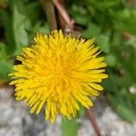 Taraxacum obliquilobum Квітка