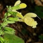 Salvia glutinosa Blüte