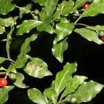 Psychotria biaristata Ліст