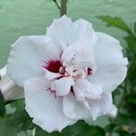 Hibiscus syriacusFlower