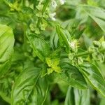 Ocimum basilicum Rinde