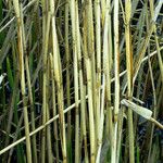 Phragmites australis Rinde