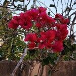 Bougainvillea spectabilisBlodyn