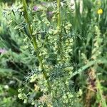 Artemisia chamaemelifolia Květ