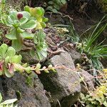 Aeonium glutinosum Blatt