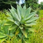 Agave attenuata Habit