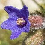 Anchusa undulata Blüte