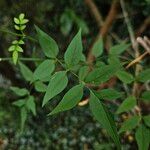 Jasminum officinaleBlad