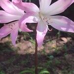 Amaryllis belladonna Floare