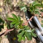 Rosa seraphinii Likasa